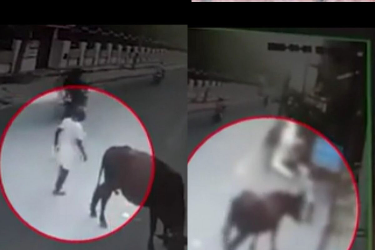 முன்னாள் ராணுவ வீரரை தூக்கி வீசிய மாடு.. பதைபதைக்க வைக்கும் சிசிடிவி காட்சிகள்! - News18 தமிழ்