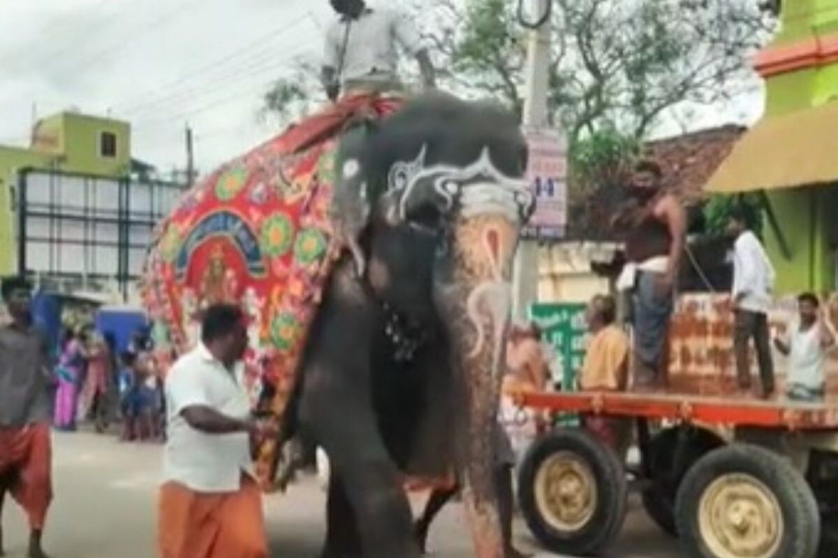 சீர்காழி அருகே வைத்தீஸ்வரன் கோவிலில் ’யானை ஓட்டம்’ நிகழ்ச்சி... திரளான பக்தர்கள் பங்கேற்பு - News18 தமிழ்