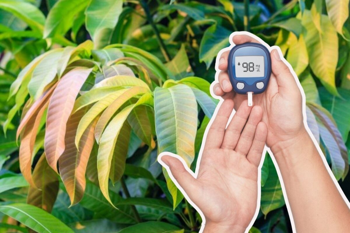 சர்க்கரை நோயை சர்ருனு குறைக்கும் மா இலை... அதை எப்படி பயன்படுத்த வேண்டும்..? - News18 தமிழ்