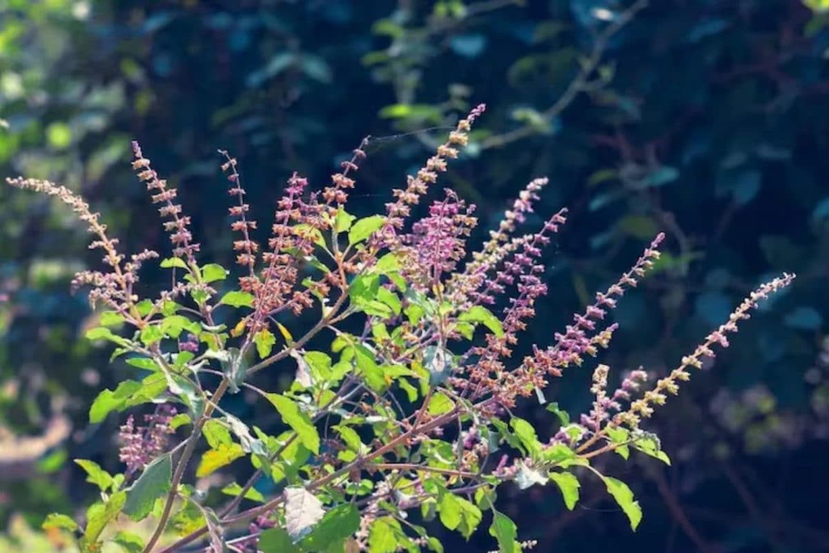 Tulasi vastu | உங்க வீட்டில் உள்ள துளசி செடியில் பூ பூத்திருக்கிறதா? இது தான் காரணம்!