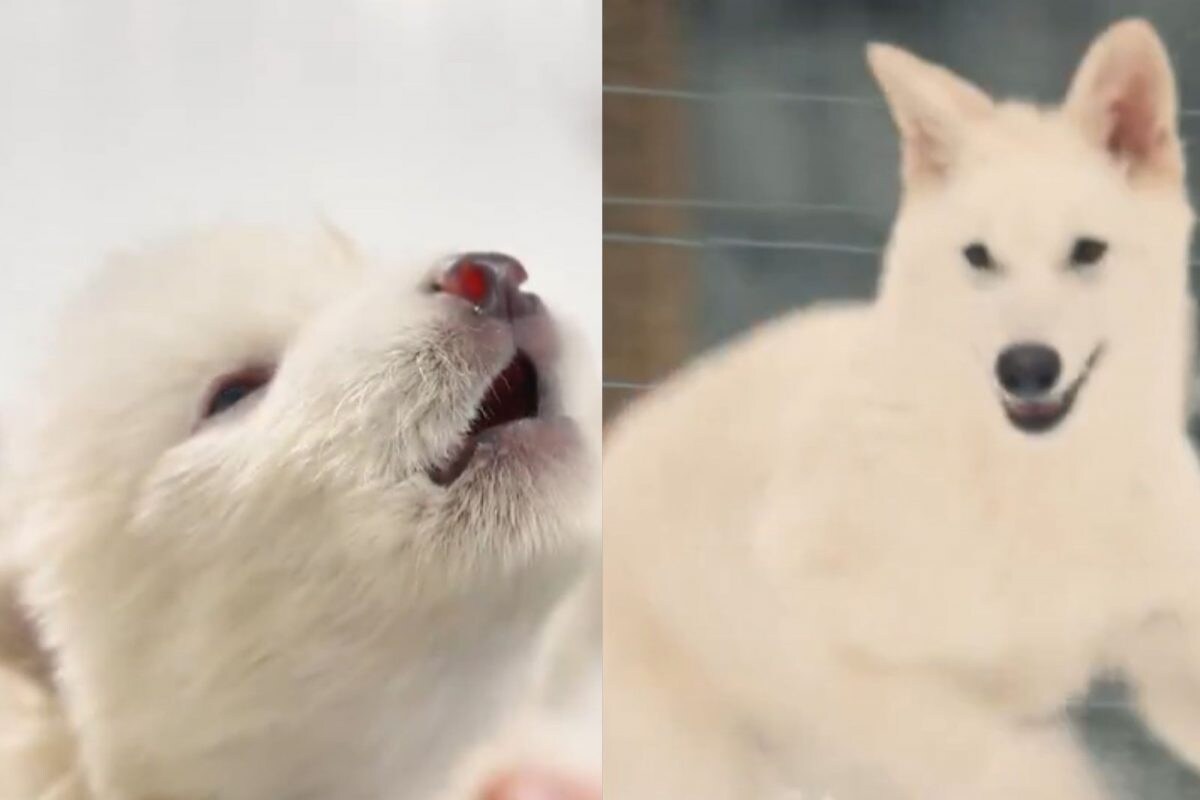 12 ஆயிரம் ஆண்டுகளுக்கு முன்பு அழிந்த ஓநாய் இனம்.. மீண்டும் உருவாக்கி விஞ்ஞானிகள் சாதனை! - News18 தமிழ்