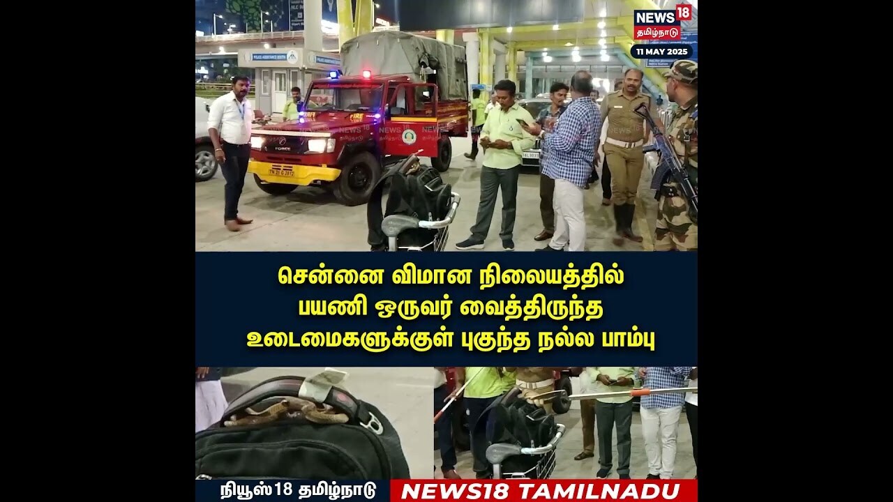 Snake in Passenger Luggage | விமான நிலையத்தில் பயணி உடைமைகளுக்குள் புகுந்த நல்ல பாம்பு | N18S
