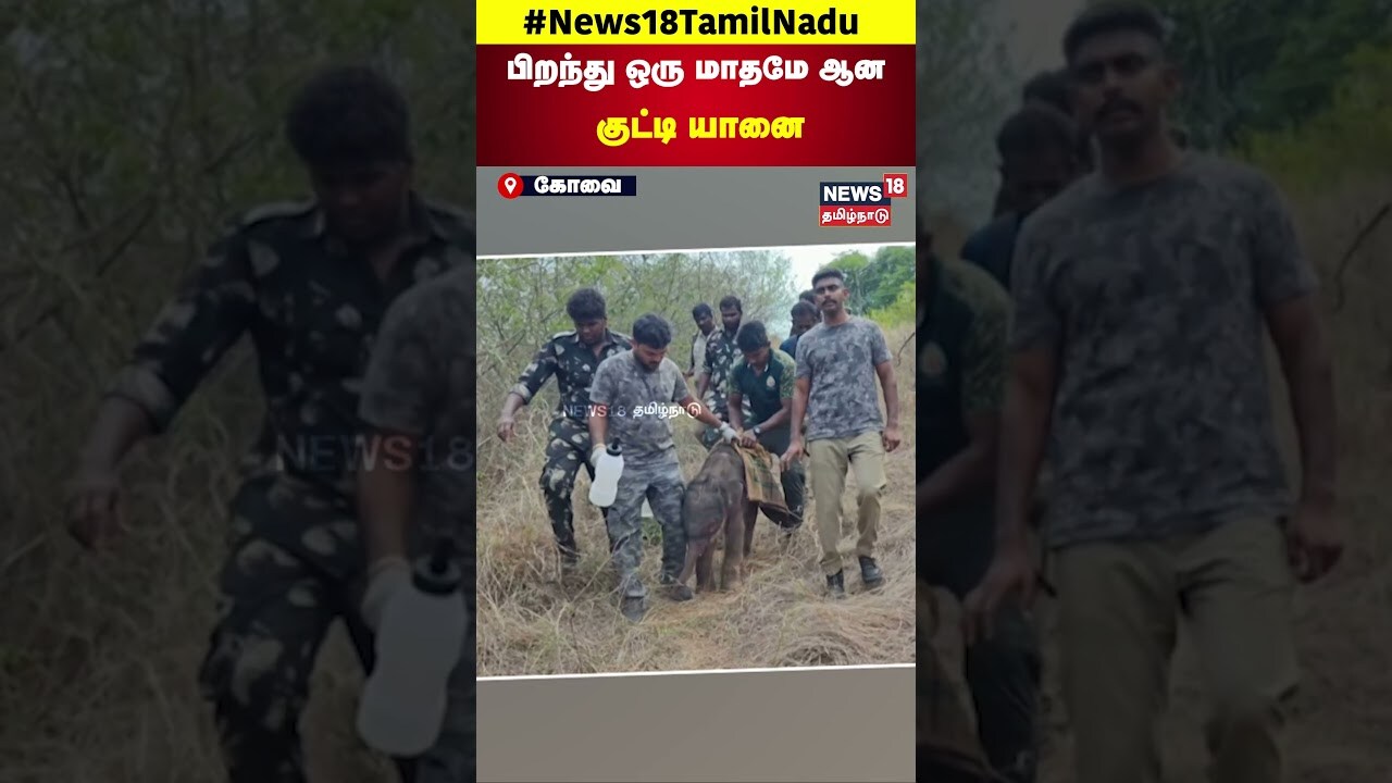 Elephant | வனப்பகுதியில் தனியாக சுற்றித்திரிந்த பிறந்து ஒரு மாதமே ஆன குட்டி யானை | Coimbatore | N18S
