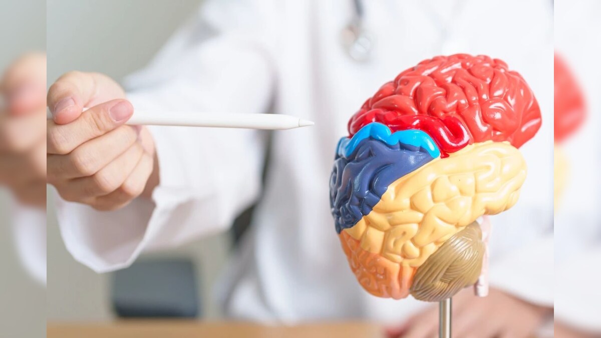 30 வயதிற்கு பிறகும் மூளை சுறுசுறுப்பாக இருக்கணுமா..? இந்த 5 டிப்ஸ் ஃபாலோ பண்ணுங்க..! - News18 தமிழ்