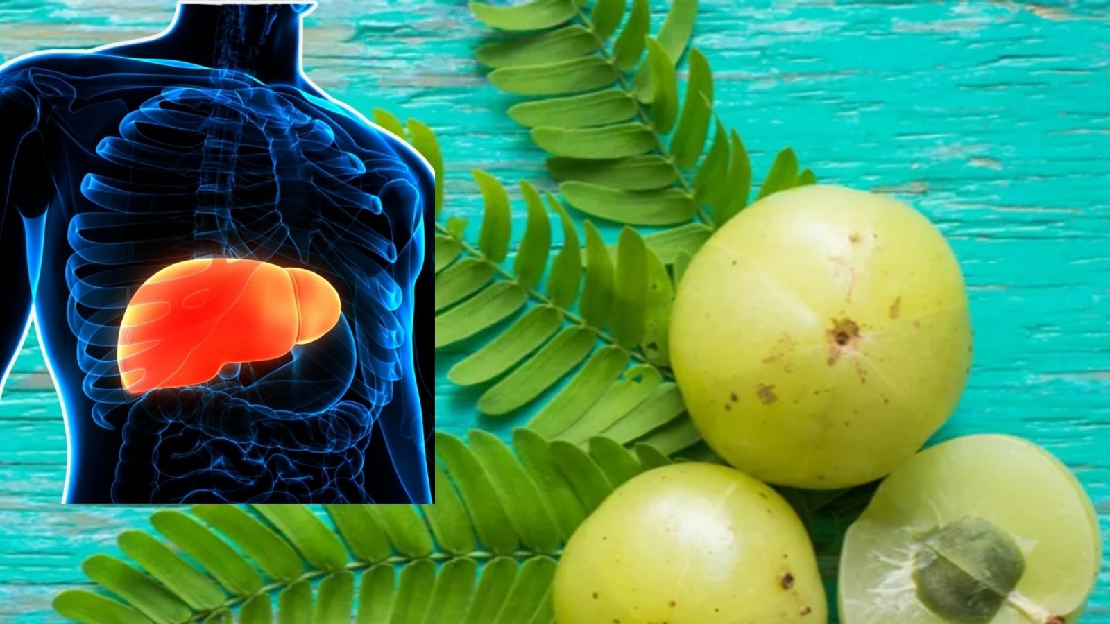 கல்லீரலில் கொழுப்பு சேர்ந்திருச்சா..? தினம் ஒரு நெல்லிக்காய் சாப்பிடுங்க.. வழிச்சு எடுத்துடும்.!