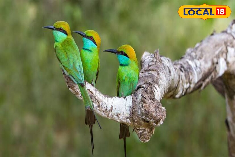 பறவைகளை காக்க இளைஞர் வினோத விழிப்புணர்வு பறவைகளை காக்க இளைஞர் வினோத விழிப்புணர்வு