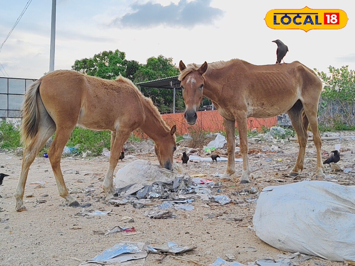 போருக்கு உதவிய மட்டக் குதிரைகள்!! வீரர்களுக்கு உதவிய வரலாற்று கதை - News18 தமிழ்