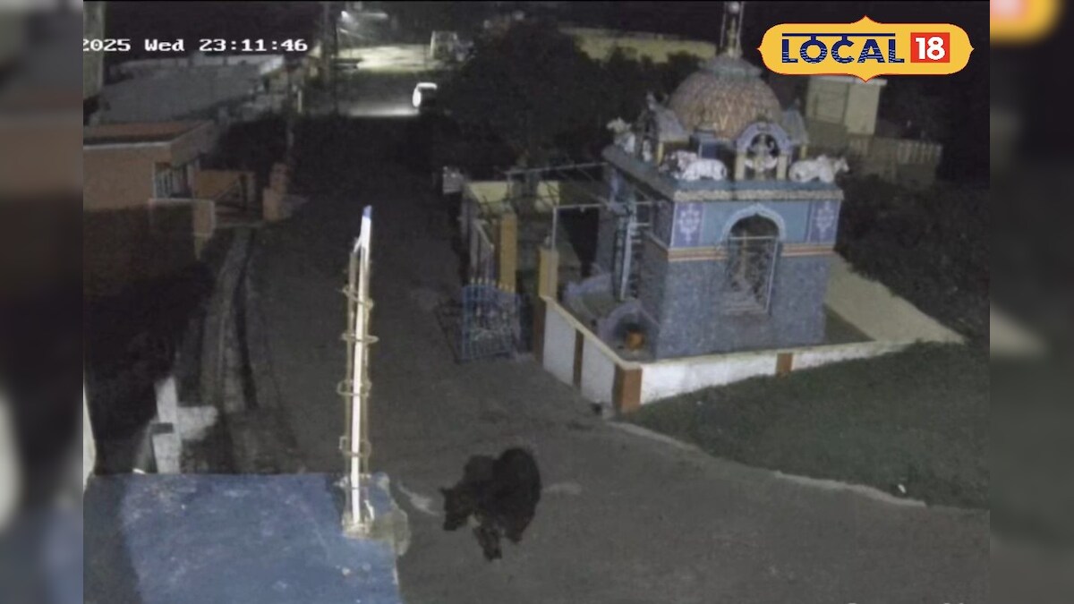 கோவில் கதவைத் திறந்து உணவு தேடிய கரடி... அச்சத்தில் உறைந்த கிராமத்தினர்... - News18 தமிழ்