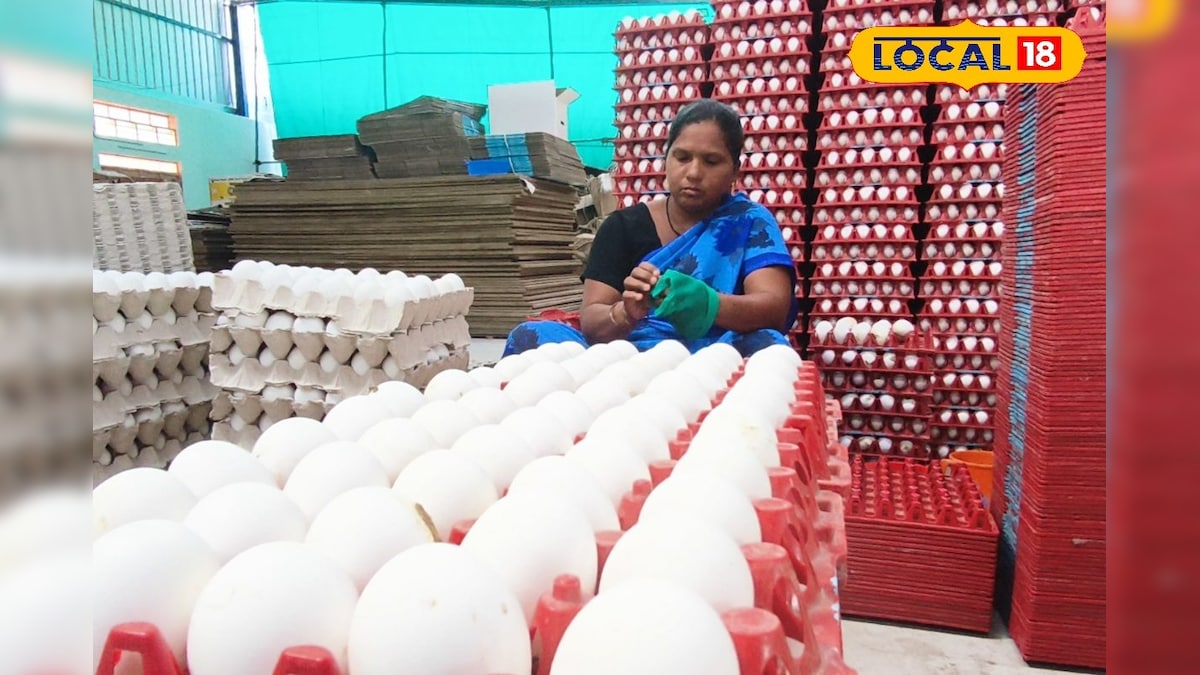 பல நாட்களுக்கு பின்னர் குறைந்த முட்டை விலை... இன்றைய நிலவரம் என்ன தெரியுமா...