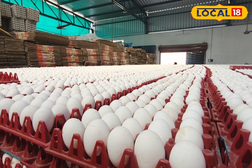 நாமக்கல், சேலம், ஈரோடு, பெருந்துறை, கோவை உள்ளிட்ட நாமக்கல் மண்டலத்தில் 1300க்கும் மேற்பட்ட கோழிப்பண்ணைகள் உள்ளன.