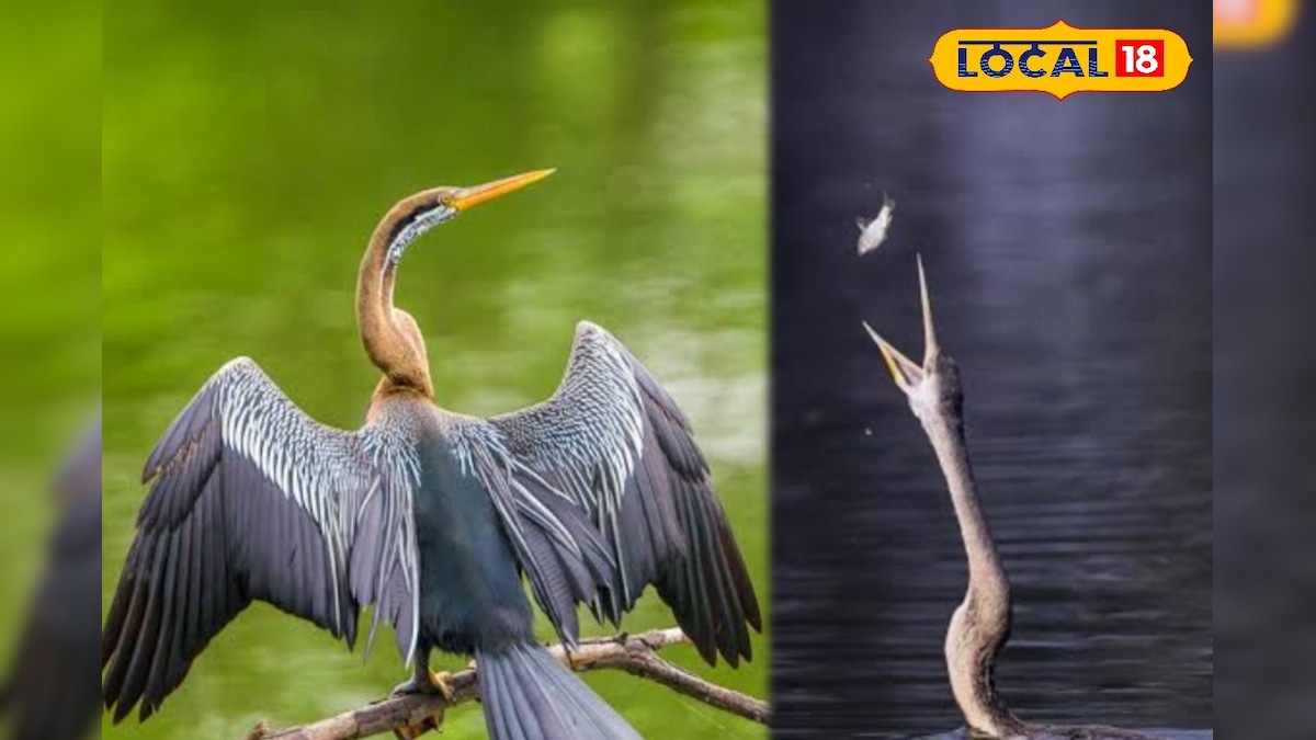 சேலம் மாவட்ட பறவை எது தெரியுமா ? தெரியாதவங்க தெரிஞ்சிக்கோங்க மக்களே..!! 