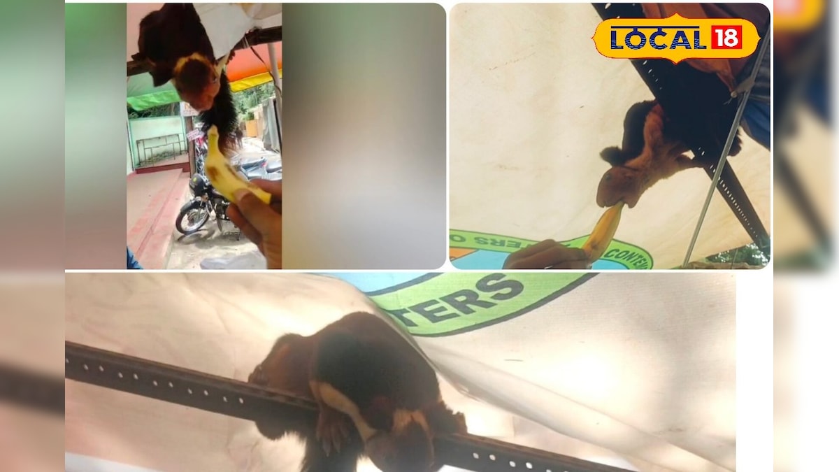 பழக்கடை வியாபாரியுடன் பழக்கமான மலபார் அணில்... காண்போரை வியக்க வைக்கும் பந்தம்... - News18 தமிழ்