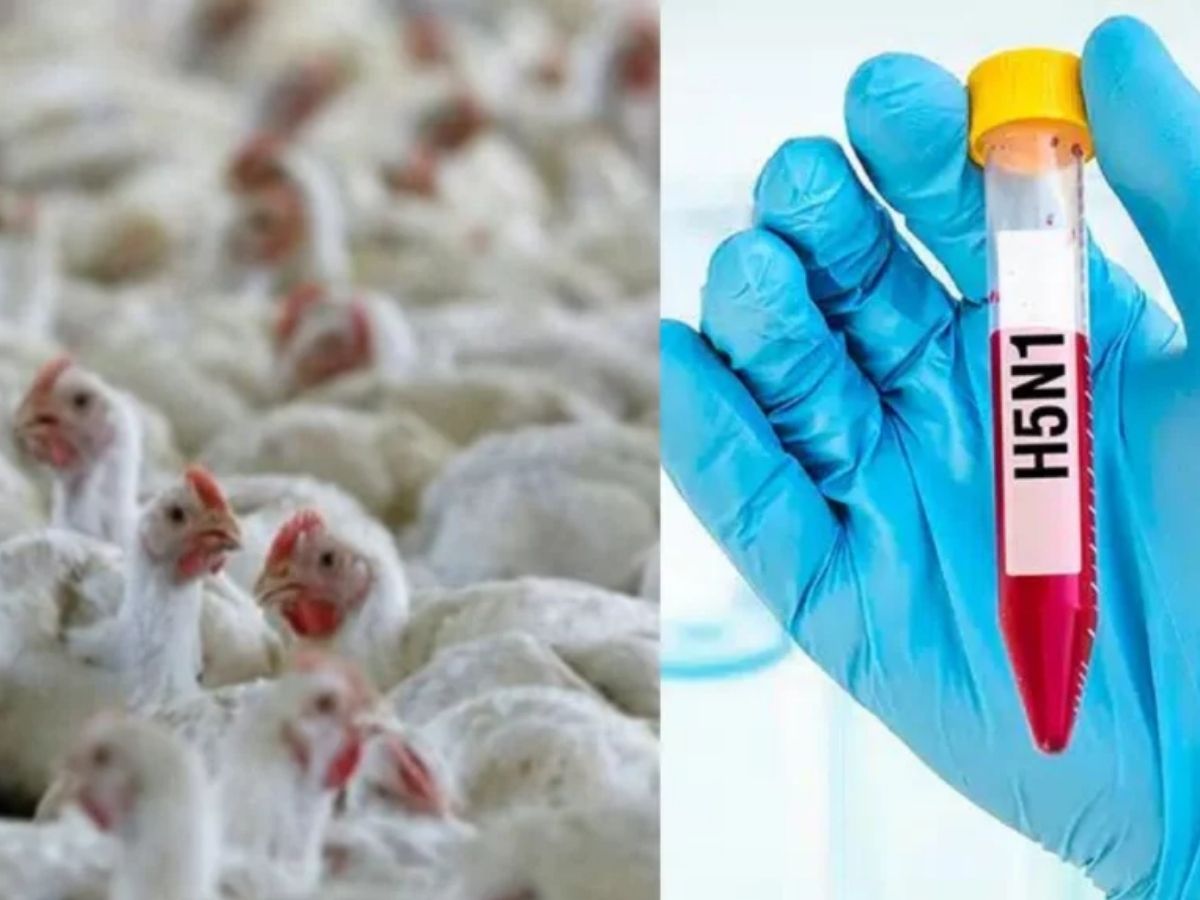 உலகம் முழுவதும் பரவி வரும் H5N1 வைரஸ்… எச்சரிக்கும் குளோபல் வைரஸ் நெட்வொர்க்! - News18 தமிழ்