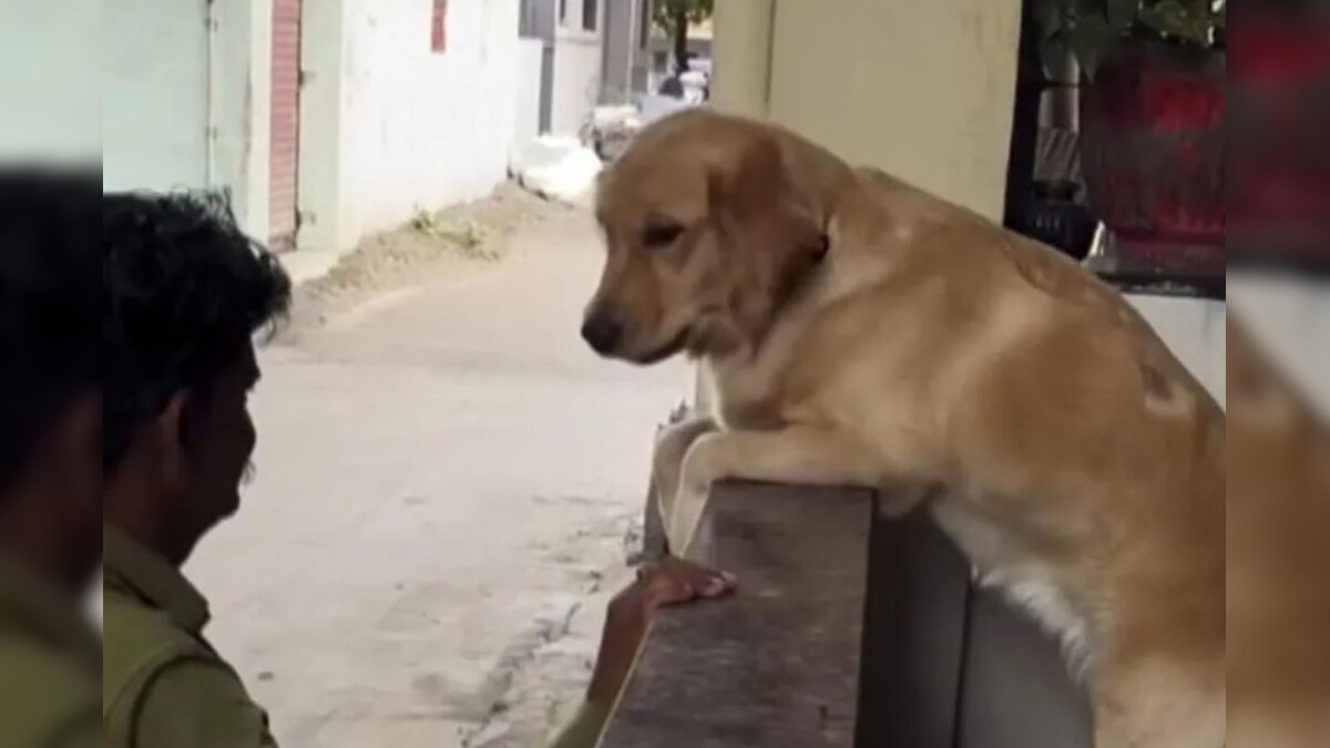 தெருநாய்கள் கருத்தடையை தடுத்தால் 3 மாதங்கள் சிறை! - கேரளாவில் அதிரடி உத்தரவு - News18 தமிழ்