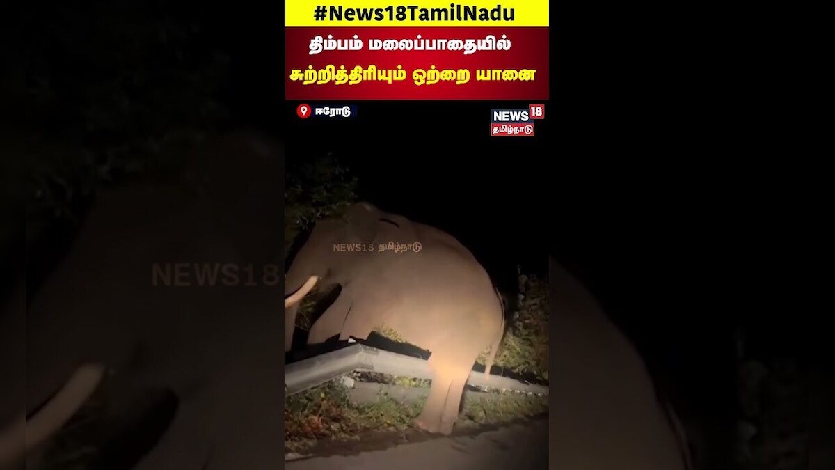 Elephant Video | திம்பம் மலைப்பாதையில் சுற்றித்திரியும் ஒற்றை யானை | Elephant | Erode | N18S