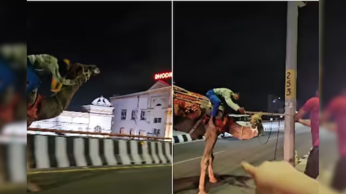 குடிபோதையில் மேம்பாலத்தின்மீது ஒட்டகத்தை ஓட்டிய நபர்... கடைசியில் நடந்த டிவிஸ்ட் என்ன தெரியுமா...? - News18 தமிழ்