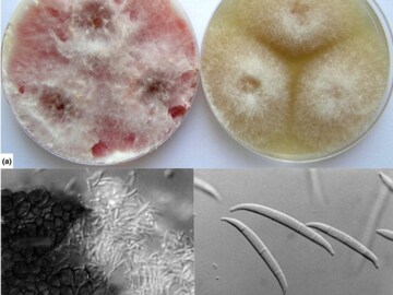 அமெரிக்காவிற்குள் கடத்தப்பட்ட வைரஸ் அமெரிக்காவிற்குள் கடத்தப்பட்ட வைரஸ்