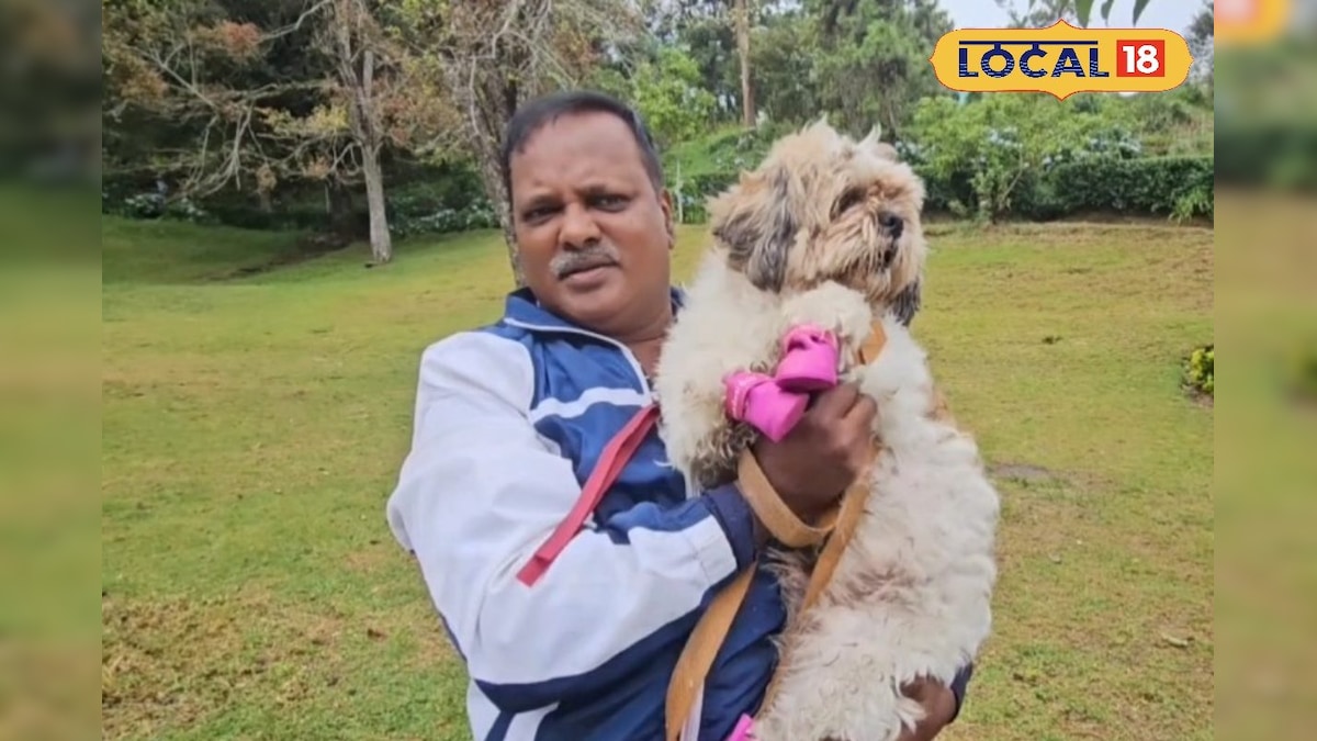 ஷூ போட்டு மிடுக்கா ஒரு வாக்... கண்காட்சியில் சாகசம் செய்து மக்களை மிரள வைத்த நாய்கள்... - News18 தமிழ்