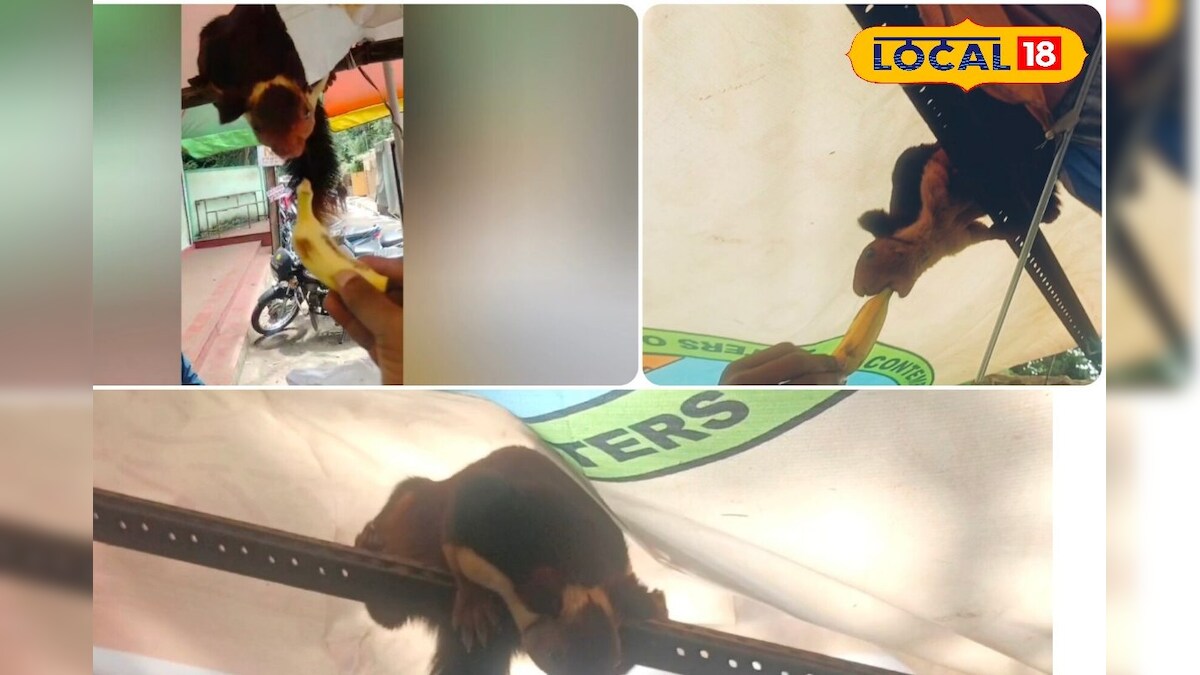 பழக்கடைக்கு ரெகுலர் கஸ்டமர் ஆன அணில்கள்... மக்களை வியக்க வைக்கும் வினோத நிகழ்வு...