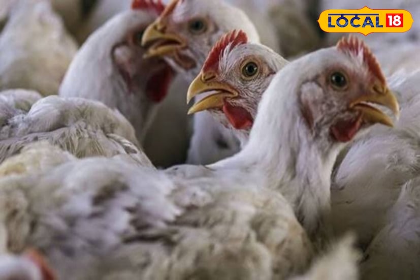 உணவு உணவு