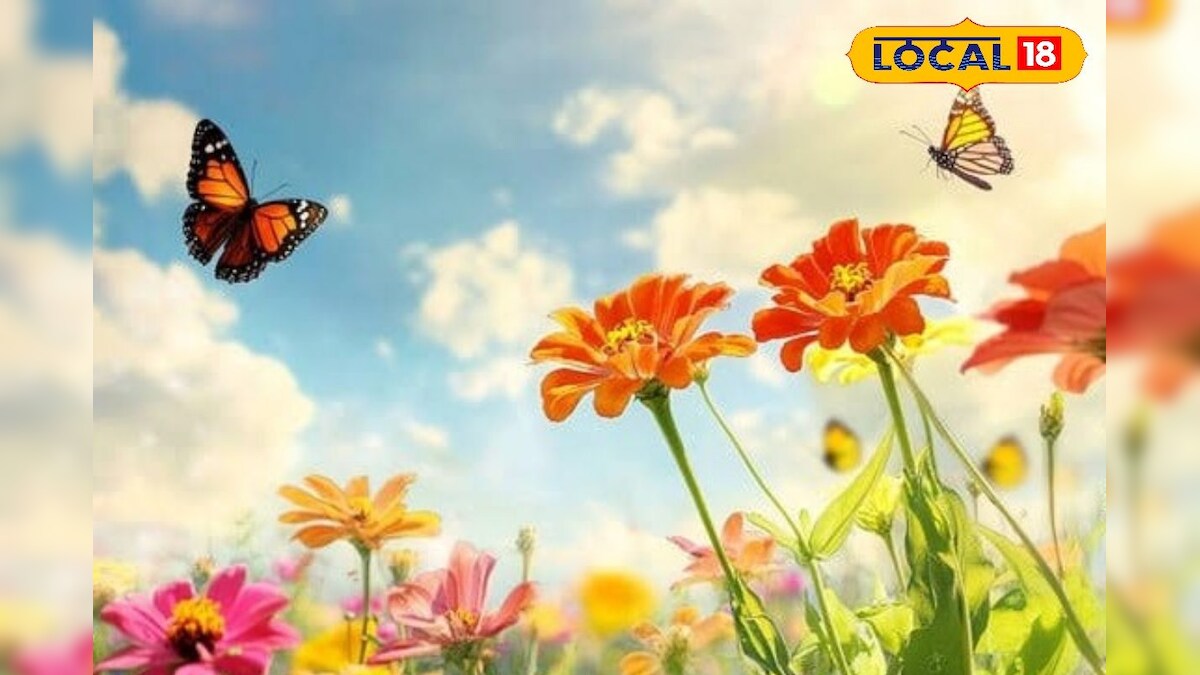 கனிந்த பழங்களின் சாற்றை உணவாக உண்ணும் வண்ணத்துப் பூச்சி.. ஏன் தெரியுமா? 