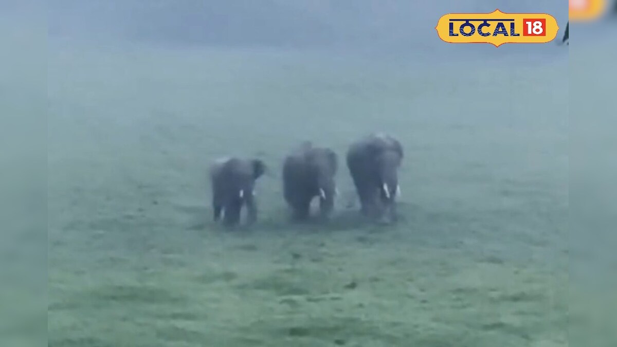 கூடலூர் அருகே கூட்டமாக உலவும் காட்டு யானைகள்... பீதியில் பொதுமக்கள்... - News18 தமிழ்