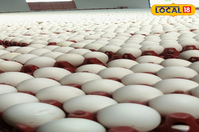 நாமக்கல் மண்டலத்தில் 1300 கோழிப்பண்ணைகளில் 7.50 கோடி முட்டையிடும் கோழிகள் உள்ளன, இவற்றின் மூலம் தினசரி 6.50 கோடி முட்டைகள் உற்பத்தி செய்யப்படுகின்றன, நாமக்கல் மண்டலத்தில் 1300 கோழிப்பண்ணைகளில் 7.50 கோடி முட்டையிடும் கோழிகள் உள்ளன, இவற்றின் மூலம் தினசரி 6.50 கோடி முட்டைகள் உற்பத்தி செய்யப்படுகின்றன,