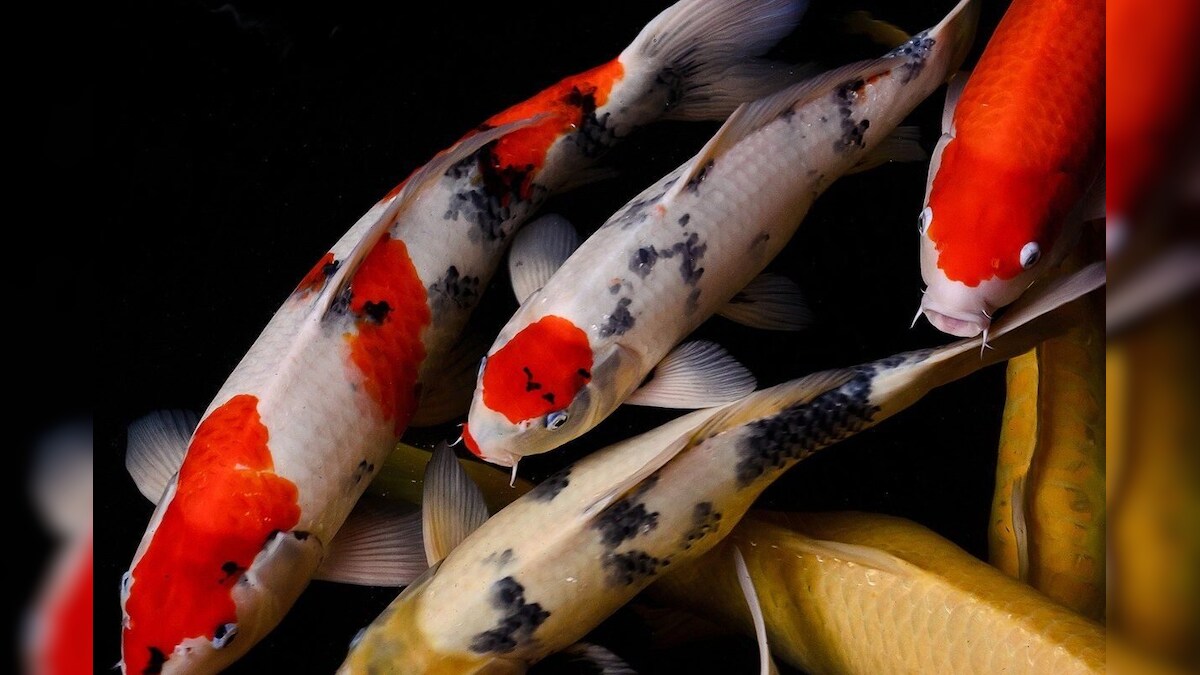 ஒரே இனப்பெருக்கத்தில் 10,00,000 முட்டைகள்.. உலகின் மிக விலை உயர்ந்த மீன் எது தெரியுமா? இத்தனை கோடிக்கு விற்பனையா?