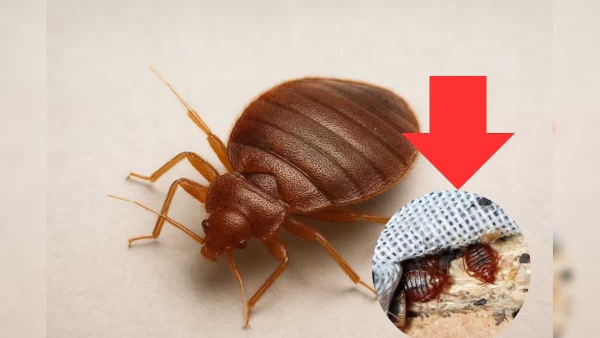 வீட்டில் மூட்டைப்பூச்சி இருப்பது நல்லதா? ஜோதிடம் சொல்வது என்ன? அவசியம் தெரிஞ்சுக்கோங்க!