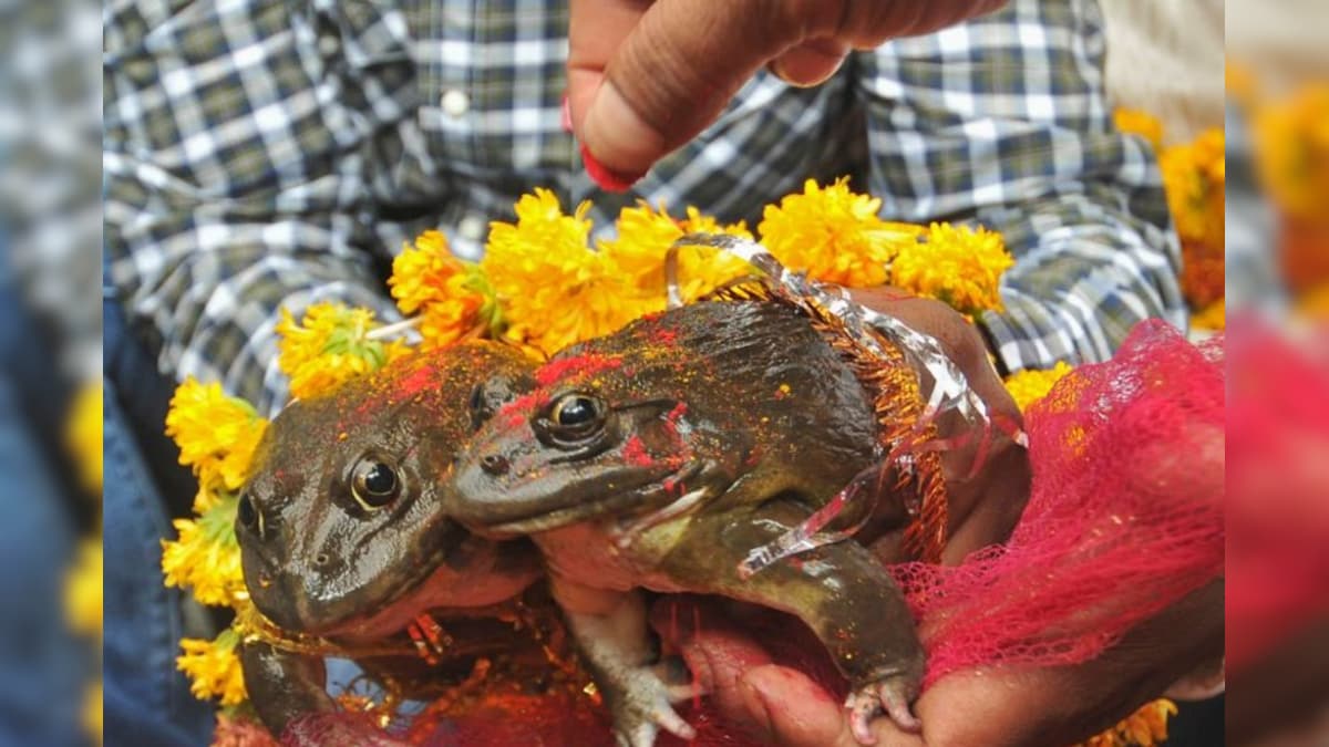 தவளைக்கு திருமணம் செய்து வைத்தால் மழை வருமா? ஜோதிடம் சொல்வது என்ன?