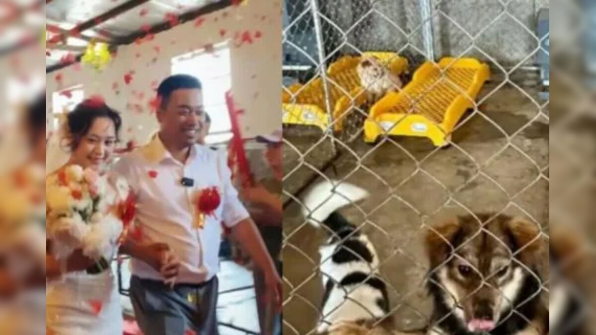 நாய் காப்பகத்தில் திருமணம் செய்து கொண்ட ஜோடி..  200-க்கும் மேற்பட்ட நாய்களுடன் கொண்டிய வீடியோ வைரல்!  - News18 தமிழ்