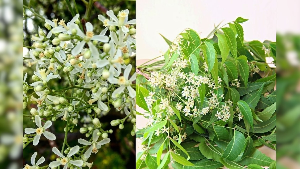 மகத்தான மருத்துவ குணங்கள் நிறைந்த ’ வேப்பம் பூ ‘.. எந்தெந்த பிரச்சனைகளுக்கு எப்படியெல்லாம் சாப்பிடலாம்..? டிப்ஸ்..!