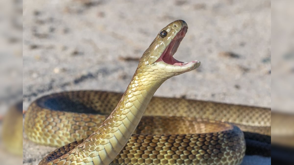 மனிதனை கடித்த பாம்பு உயிரிழந்த வினோதம்.. அதிர்ச்சி தரும் பின்னணி என்ன?