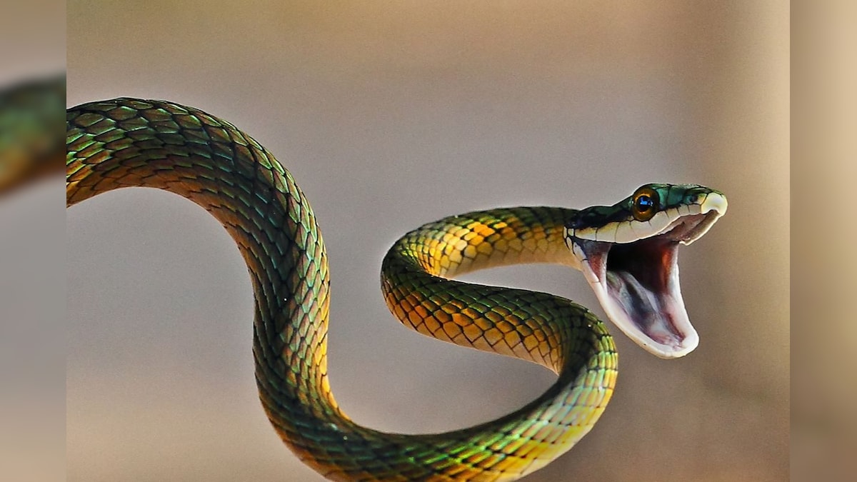 Tips and Tricks : பாம்பு வீட்டிற்குள் நுழையாமல் இருக்க வேண்டுமா? அப்போ இந்த செடிகளை வீட்டில் வையுங்க!