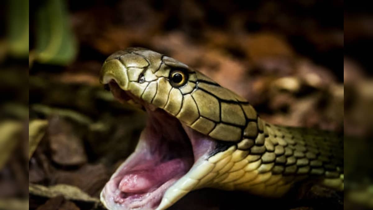 பாம்புகளை ஈர்க்கும் செடிகள்.. உங்க வீட்ல இருந்தா உடனே நீக்கிடுங்க!