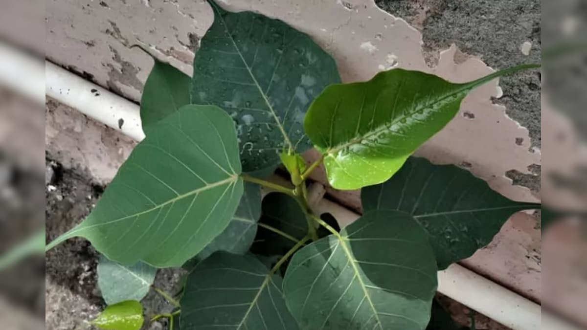 வீட்டு கூரையில் மரம் வளருதா.. அசால்ட்டா எடுத்துக்காதீங்க.. ஈஸியா நீக்கிடலாம்!