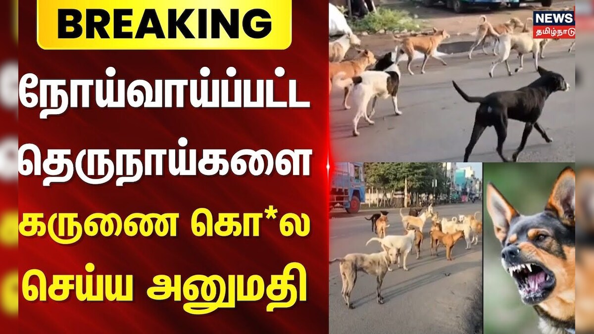 Breaking News | Street Dogs | நோய்வாய்ப்பட்ட தெருநாய்களை கருணை கொ*ல செய்ய அனுமதி | TamilNadu Govt