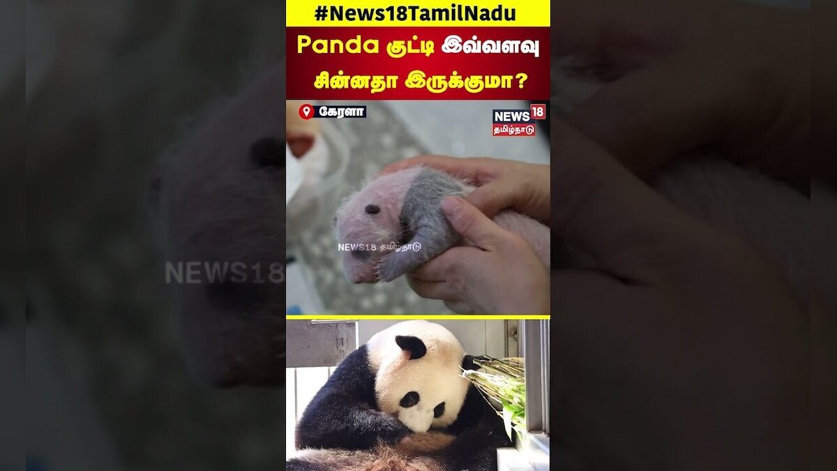 Baby Panda | Panda குட்டி இவ்வளவு சின்னதா இருக்குமா? | N18S