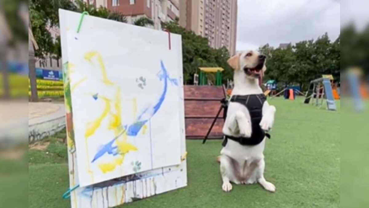 இந்தியாவின் முதல் நாய் ஓவியர் டாலி - ஹைதராபாத் லாப்ரடோர் கலைஞன் - News18 தமிழ்