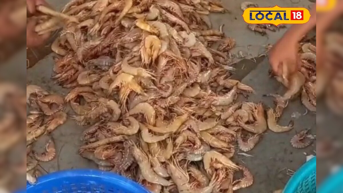 டன் கணக்கில் சிக்கிய மீன்கள்.. சந்தோசத்தில் திக்கு முக்காடிய மீனவர்கள்..!! - News18 தமிழ்