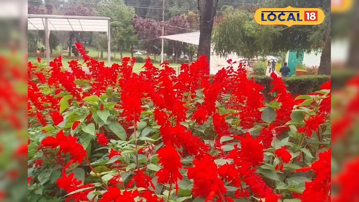 தாவரவியல் பூங்காவில் பூத்துக்குலுங்கும் சால்வியா மலர்கள்... பார்த்து ரசிக்கும் பயணிகள்... - News18 தமிழ்