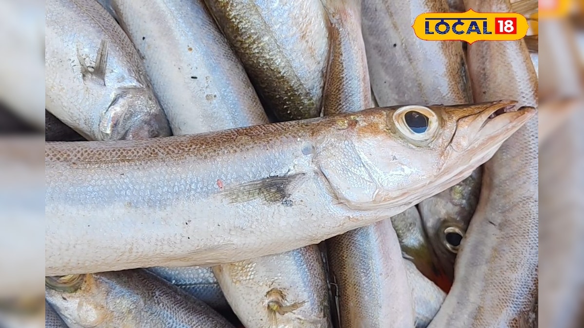 சீக்ரெட் யார்கிட்டையும் சொல்லாதீங்க... மீனவர்களின் ஃபேவரட் மீன் இதுதான் ?