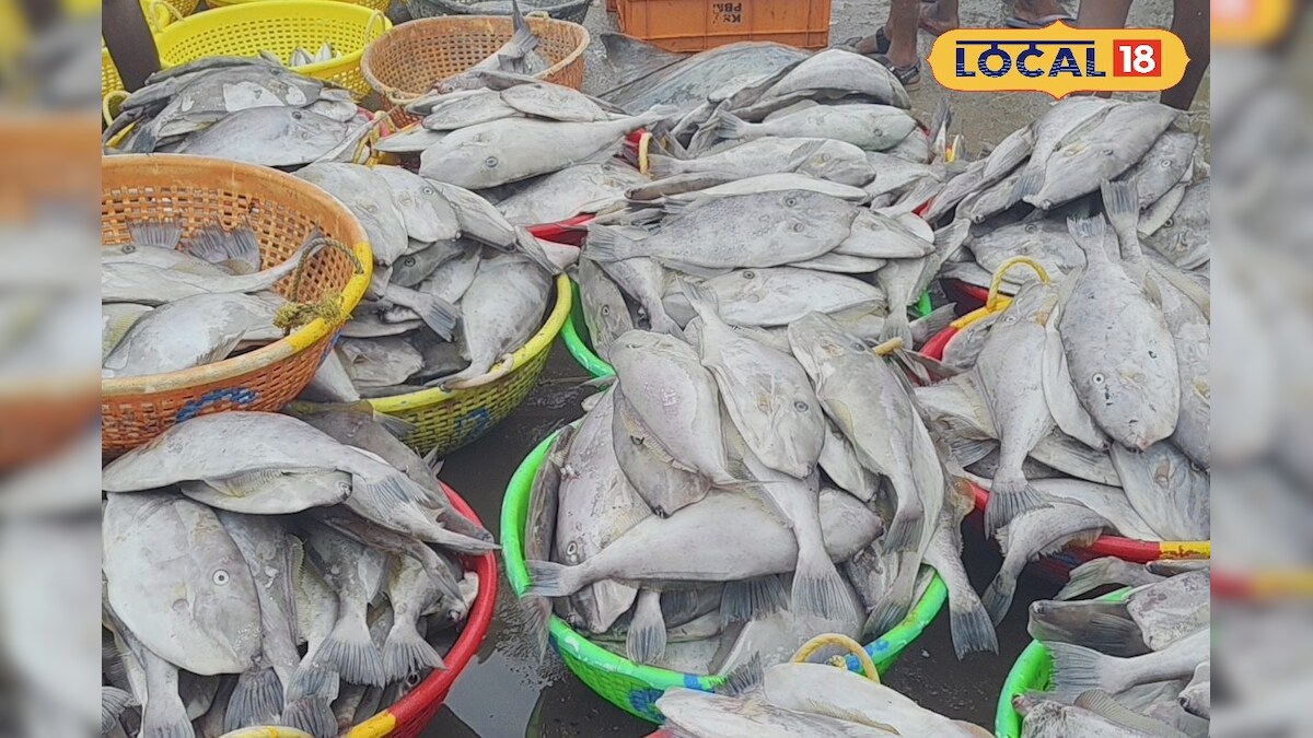 அடித்தது ஜாக்பாட்... அல்ல அல்ல குறையாமல் கிடைத்த செருப்பு கிளாத்தி மீன்..!! - News18 தமிழ்