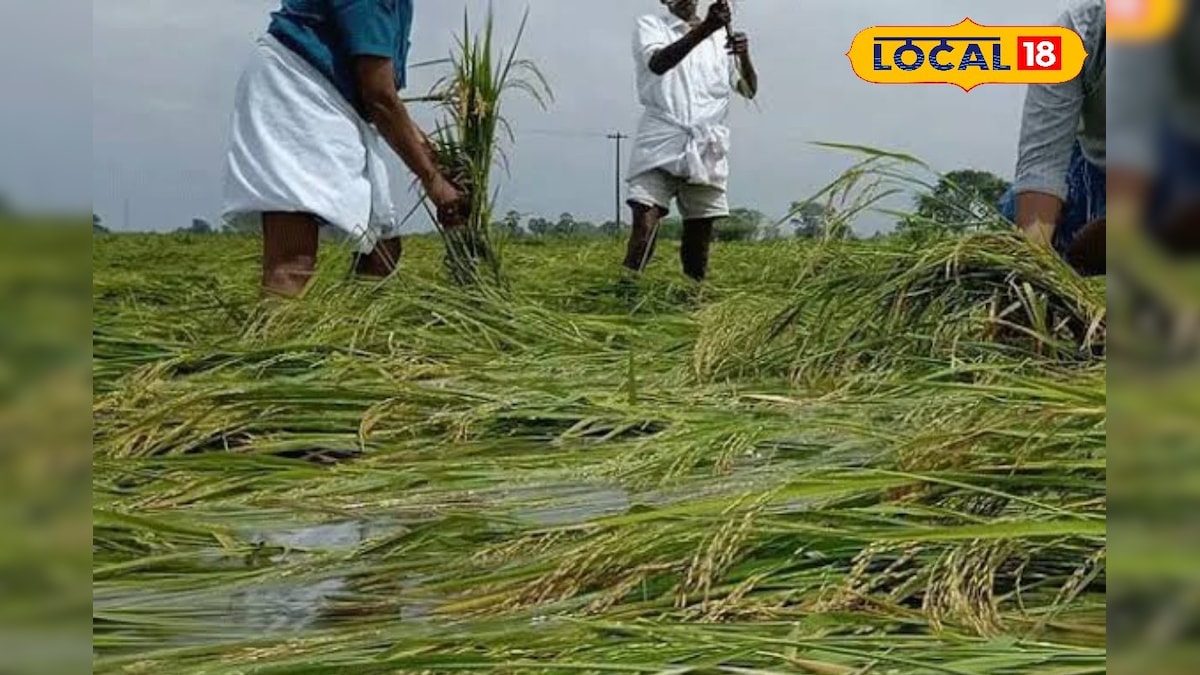 கால நீட்டிப்பு கிடையாது - குறுவை பயிர் காப்பீடு செய்ய இதுதான் கடைசி தேதி!! நோட் பண்ணுங்க...