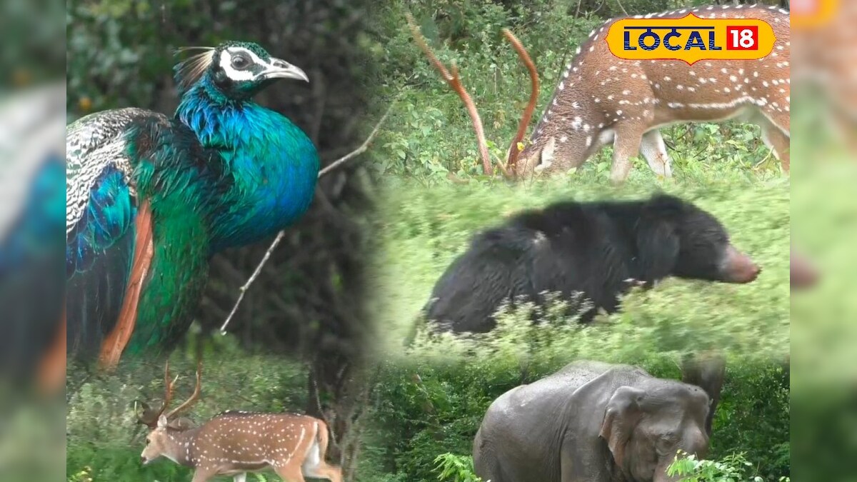 அதோ பாருங்க கரடி... சாலையோரம் கரடியின் சேட்டையைக் கண்டு ரசித்த பயணிகள்... - News18 தமிழ்