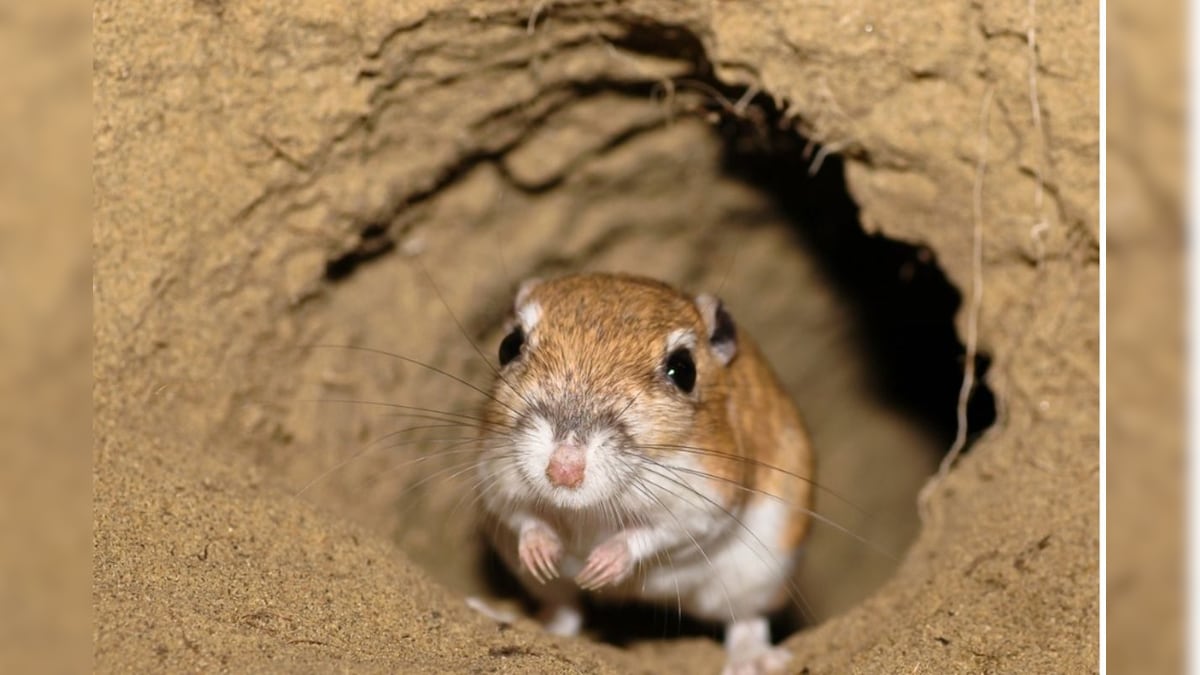 வாழ்நாளில் ஒரு சொட்டு தண்ணீர் கூட குடிக்காத விலங்கு எது தெரியுமா..? 90% பேருக்கு தெரியாது..!