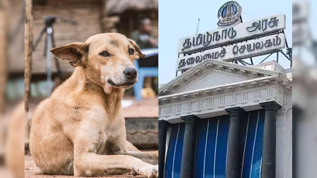 நோய்வாய்ப்பட்டுள்ள தெரு நாய்கள் கருணை கொலை - தமிழக அரசு அரசாணை - News18 தமிழ்