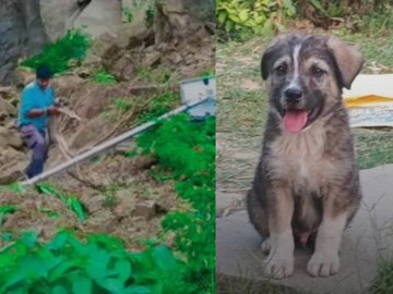 உயிர்களை காத்த நாய் உயிர்களை காத்த நாய்