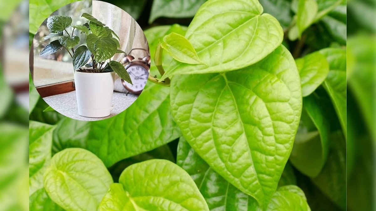 அதிர்ஷ்டத்தை அள்ளி தரும் வெற்றிலை.. வீட்டில் வளர்ப்பதற்கான சில டிப்ஸ் இதோ!