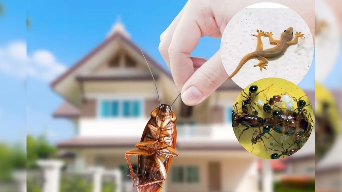 பல்லி, பூச்சிகள் தொல்லையில் இருந்து விடுபட வேண்டுமா..? இந்த பொருள்களை கொண்டு வீட்டை சுத்தம் பண்ணுங்க!